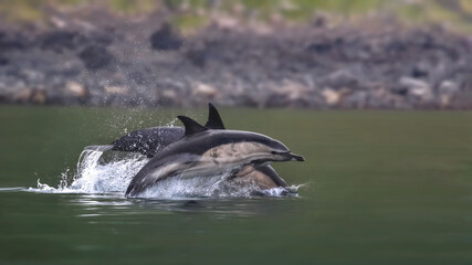  Dolphins in Scottish coastal waters