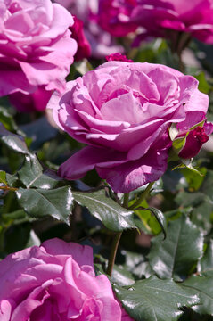 The name of this rose is "Shocking Blue".