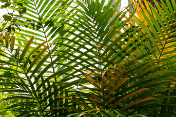 Green and yellow arecanut tree leaves forming a beautiful texture background pattern
