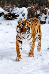Fototapeta na wymiar Tiger in snow