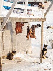 Whale meat is stored for consumption. The traditional and remote Greenlandic Inuit village...