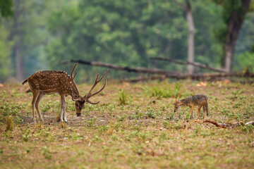 golden jackal or Canis aureus attacking on spotted deer or chital trying to ward off with long...