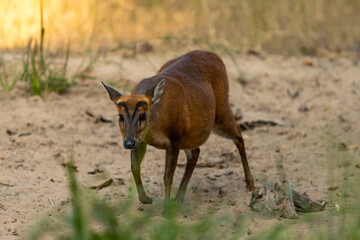 barking deer or muntjac or Indian muntjac or red muntjac or Muntiacus muntjak portrait an antler during outdoor jungle wildlife safari at forest of central india