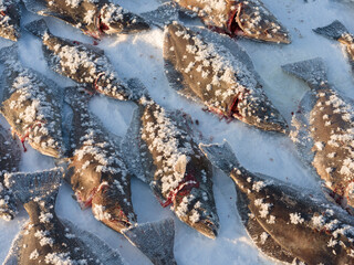 Fishing for halibut on the sea ice of the frozen Melville Bay, near Kullorsuaq, Greenland, Danish...