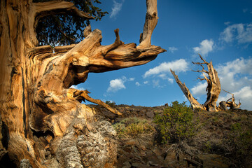 Ancient bristlecone pine trees, Great Basin National Park