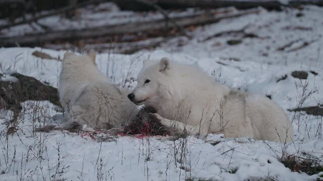 Beautiful snow white wolves feeding on a carcass -Close up Slowmo