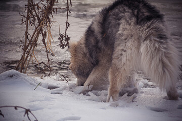 Malamute dog eating snow. Young fluffy pet in winter. Sniffing fresh snowdrift. Cold January day in the woods. Selective focus on the animal, blurred background.