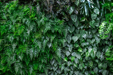 Plant Wall of Fern varieties