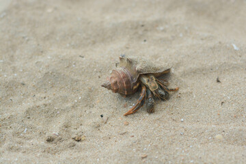  a carcass land hermit crab on the beach at Chanthaburi, Thailand. Close-up hermit crab.