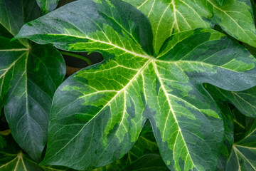 Ivy tree