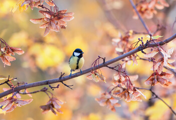 bird tit sits in an autumn park among bright foliage and seeds maple