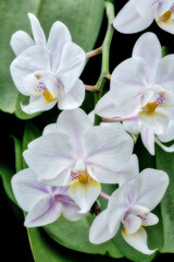 Obraz na płótnie Canvas Moth Orchid