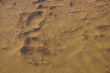 Footprints in the mud below the water.