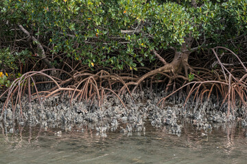 Red Mangrove trees amongst oyster beds, Indian River Lagoon, Florida