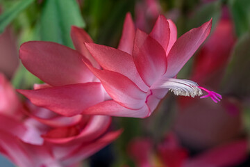 Fototapeta premium Thanksgiving Cactus