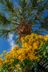 Yellow Christmas bush