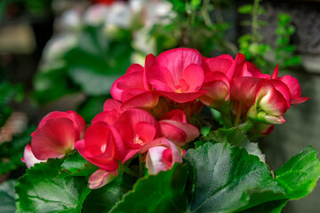 Grape leaf begonia