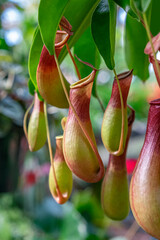 Pitcher plant