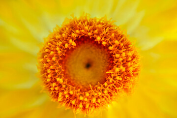 Yellow Strawflower