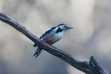 Middle spotted Woodpecker Dendrocopos medius climbing on dead trunk