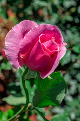 Obraz premium Pink rose