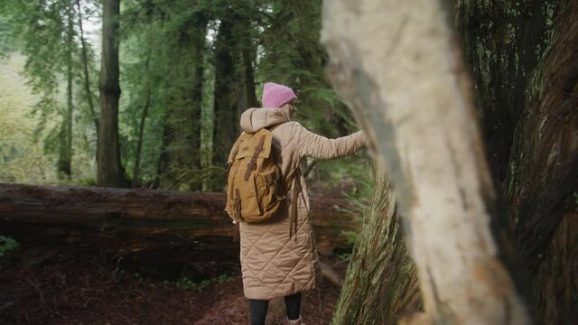 Woman supporting environment palm giant tree trunk with bark covered with green moss. Hand of female environmental activist is gently touches huge redwood tree. Nature lover on autumn day, slow motion