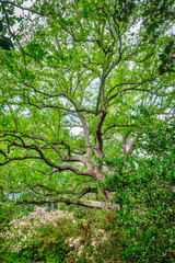 Southern Live Oak tree - obrazy, fototapety, plakaty