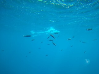The underwater world of the sea with corals and schools of fish. High quality photo