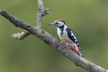 Middle spotted Woodpecker Dendrocopos medius climbing on dead trunk