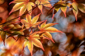Japanese Maple leaves