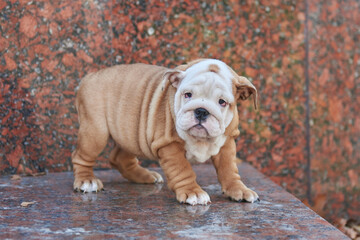 Close-up portrait of an english bulldog puppy