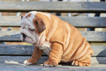 Little English Bulldog puppy sits on a bench in the park