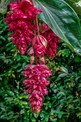 Rose Grape, Showy Medinilla