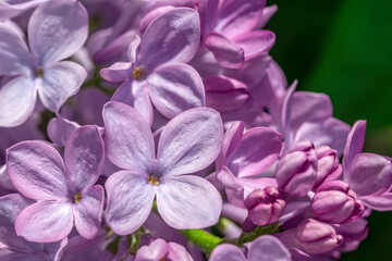 Fototapeta na wymiar Lilac detail