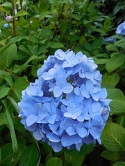 Flowering large-leaved hydrangea (Hydrangea macrophylla). Bright blue inflorescence on a background of green leaves.