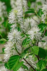 Mountain witch alder