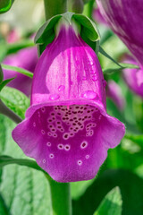 Foxglove © Danita Delimont