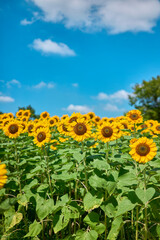 Sunflower Field in Nagai Park（長居公園）