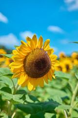 Naklejka premium Sunflower Field in Nagai Park（長居公園）