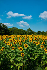 Sunflower Field in Nagai Park（長居公園）