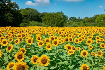 Naklejka premium Sunflower Field in Nagai Park（長居公園）
