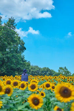 Sunflower Field in Nagai Park（長居公園）
