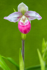 Columbian Orchid