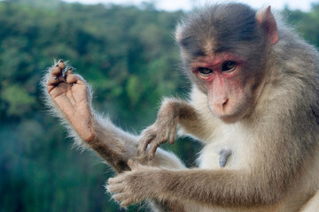 Closeup of female baboon, Rhesus macaque , Satara, Maharashtra, India