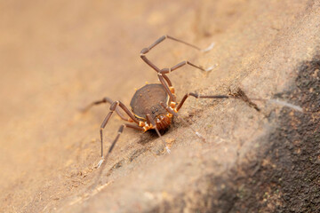 Harvestman spider, Hadrobunus grandis, Bhimashankar, Maharashtra, India