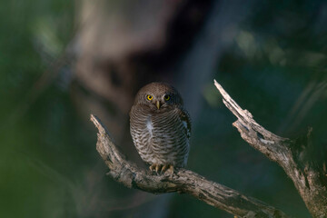 Jungle Owlet on tree branch, Glaucidium radiatum, Topchachi wildlife sanctuary, Jharkhand, India
