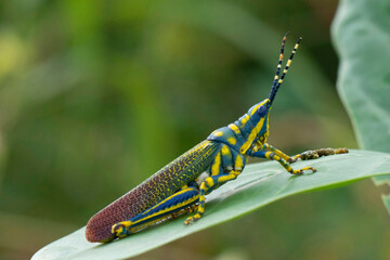 Painted Grasshopper on leaf,  Poekilocerus pictus, Mumbai, Maharashtra, India,