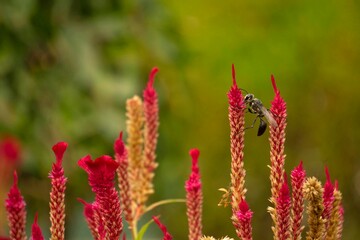 Wasp on a  red cockscomb plant, India