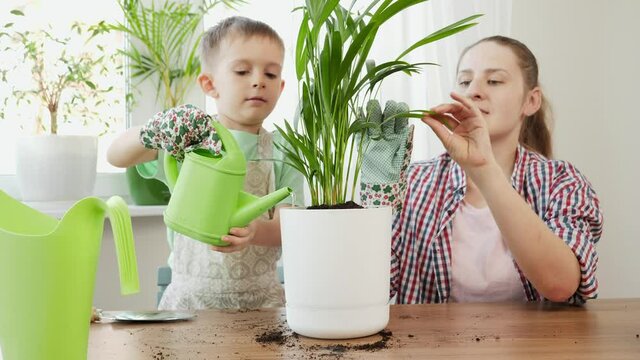 Little boy with mother watering and wiping new small plant growing in flower pot. Concept of gardening, hobby, home planting.