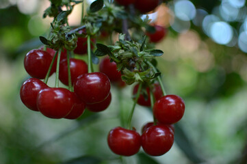 branch of ripe cherries close up